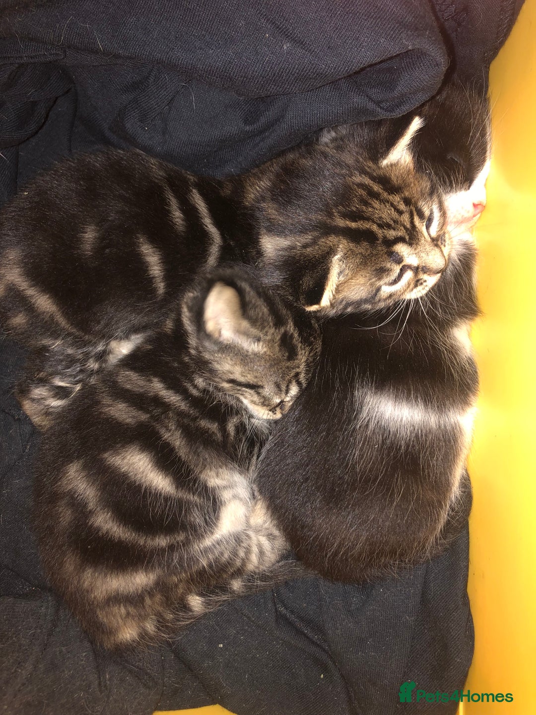Mixed Breed cats for sale: 3 Beautiful Kittens - Advert 11