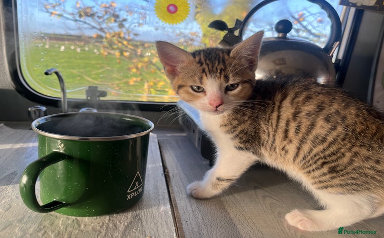 Egyptian Mau cats - Advert 1