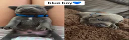 Staffordshire Bull Terrier dogs for sale: Six beautiful blue/brindle staffy puppies. - Advert 11