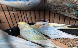 Budgerigars birds for sale: Baby budgies and starter cage  - Image 3