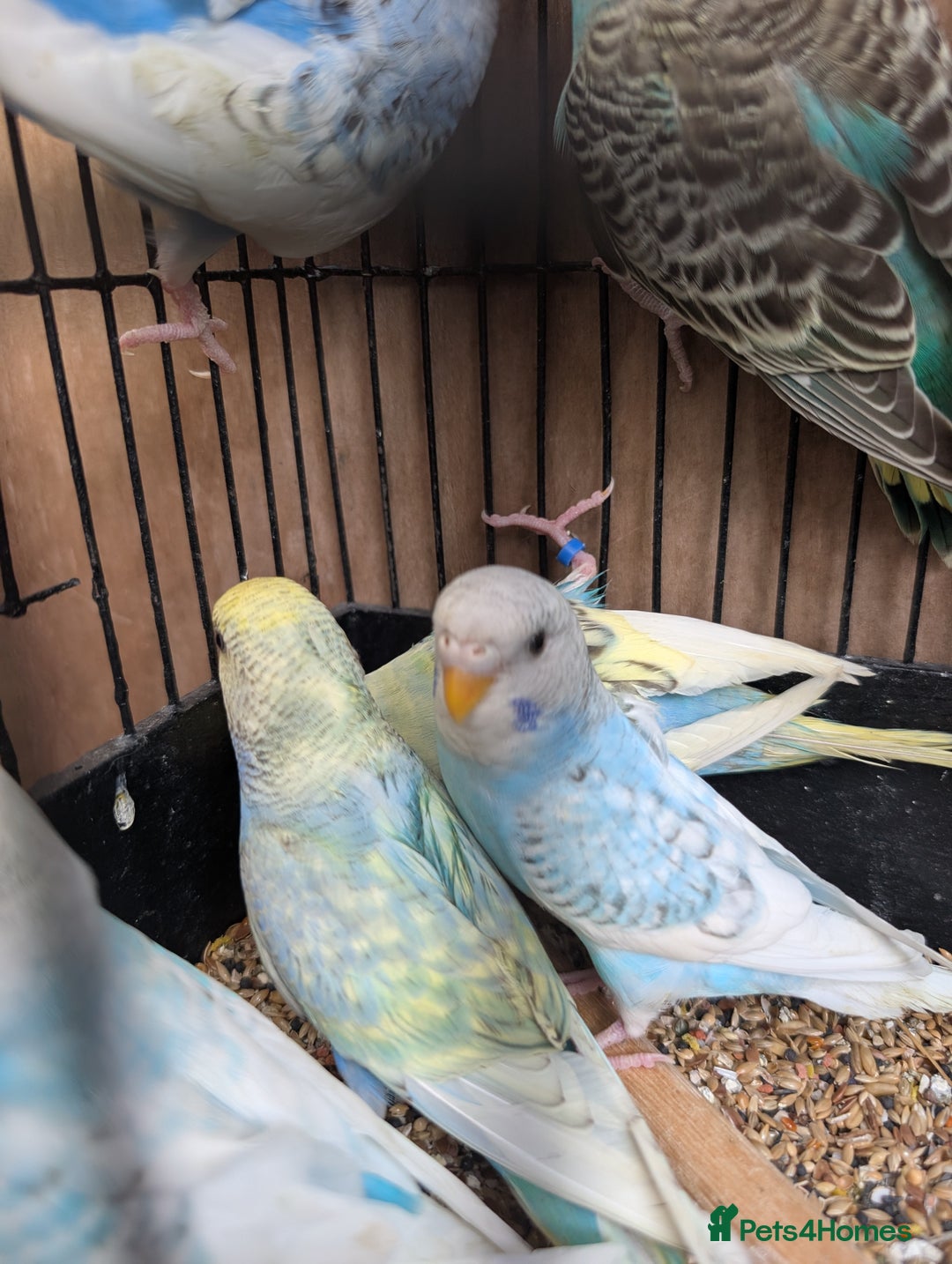 Budgerigars birds for sale: Baby budgies and starter cage  - Image 3