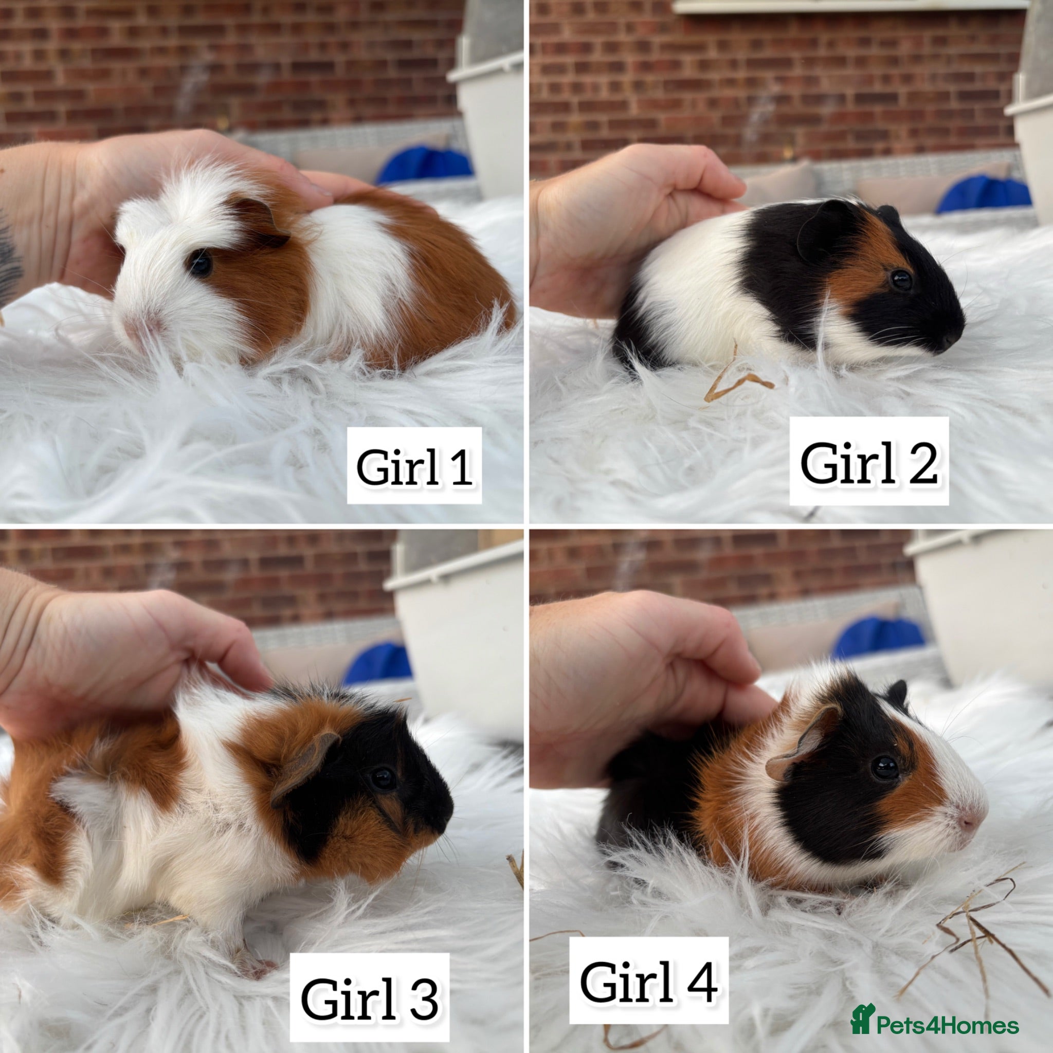 Guinea Pig rodents Guinea pig babies boys and girls  - Advert 18