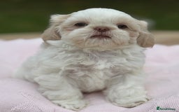 Shih Tzu dogs for sale: Stunning tiny imperial karashishi puppies - Image 19