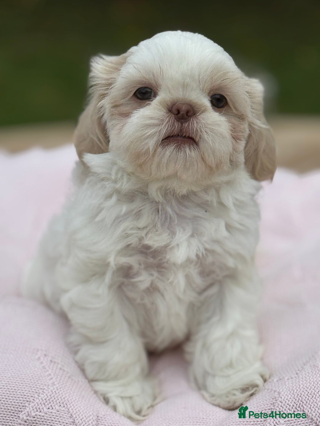 Shih Tzu dogs for sale: Stunning tiny imperial karashishi puppies - Image 19
