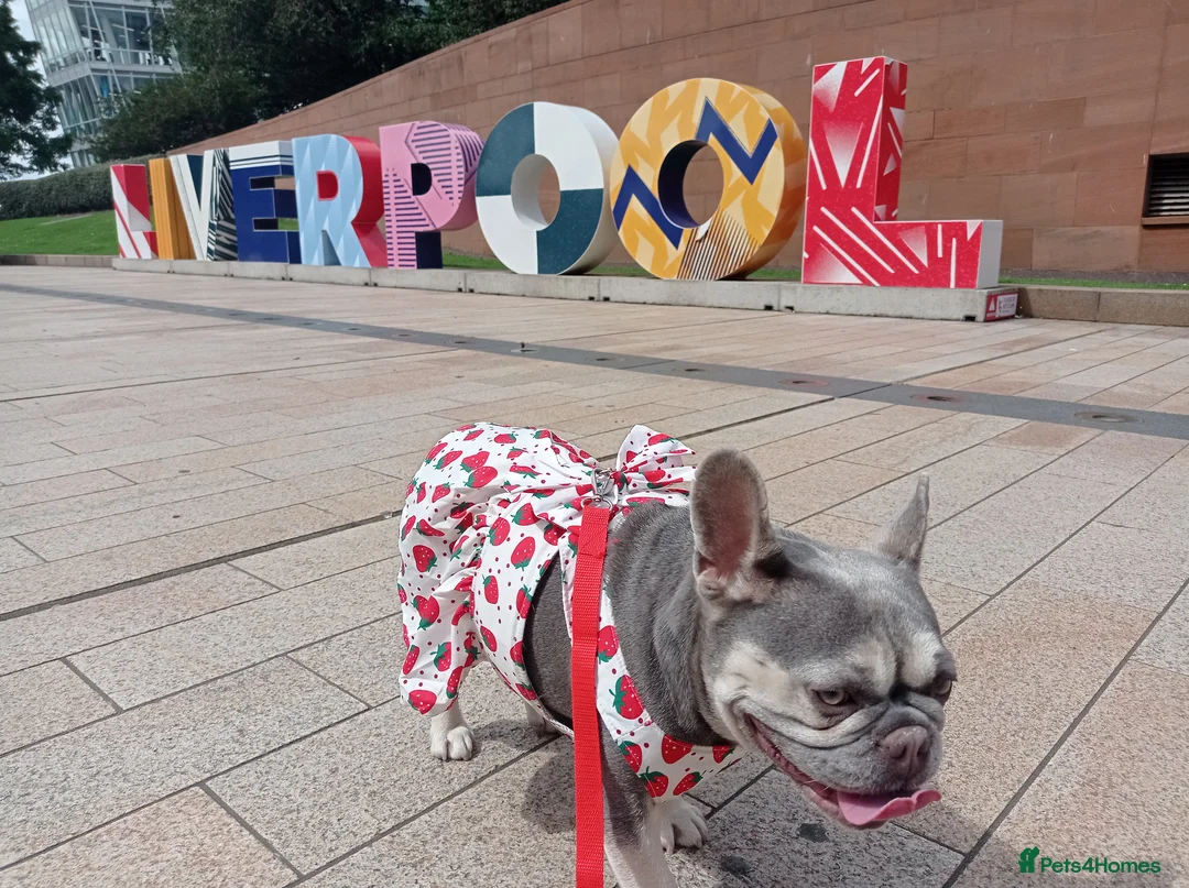 French Bulldog dogs for sale: Beautiful lilac French Bulldog 5 years old in London - Advert 6