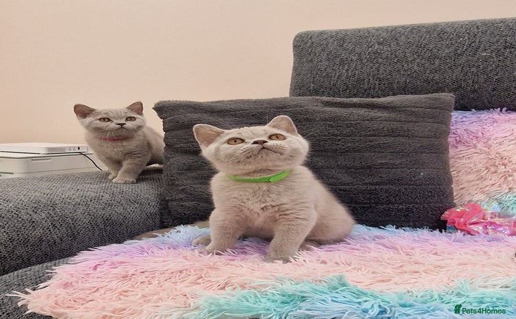 British Shorthair cats - Advert 4
