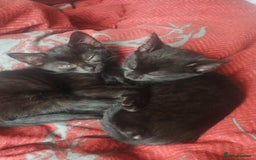Mixed Breed cats for sale: Kittens * Just one black female now * - Image 2