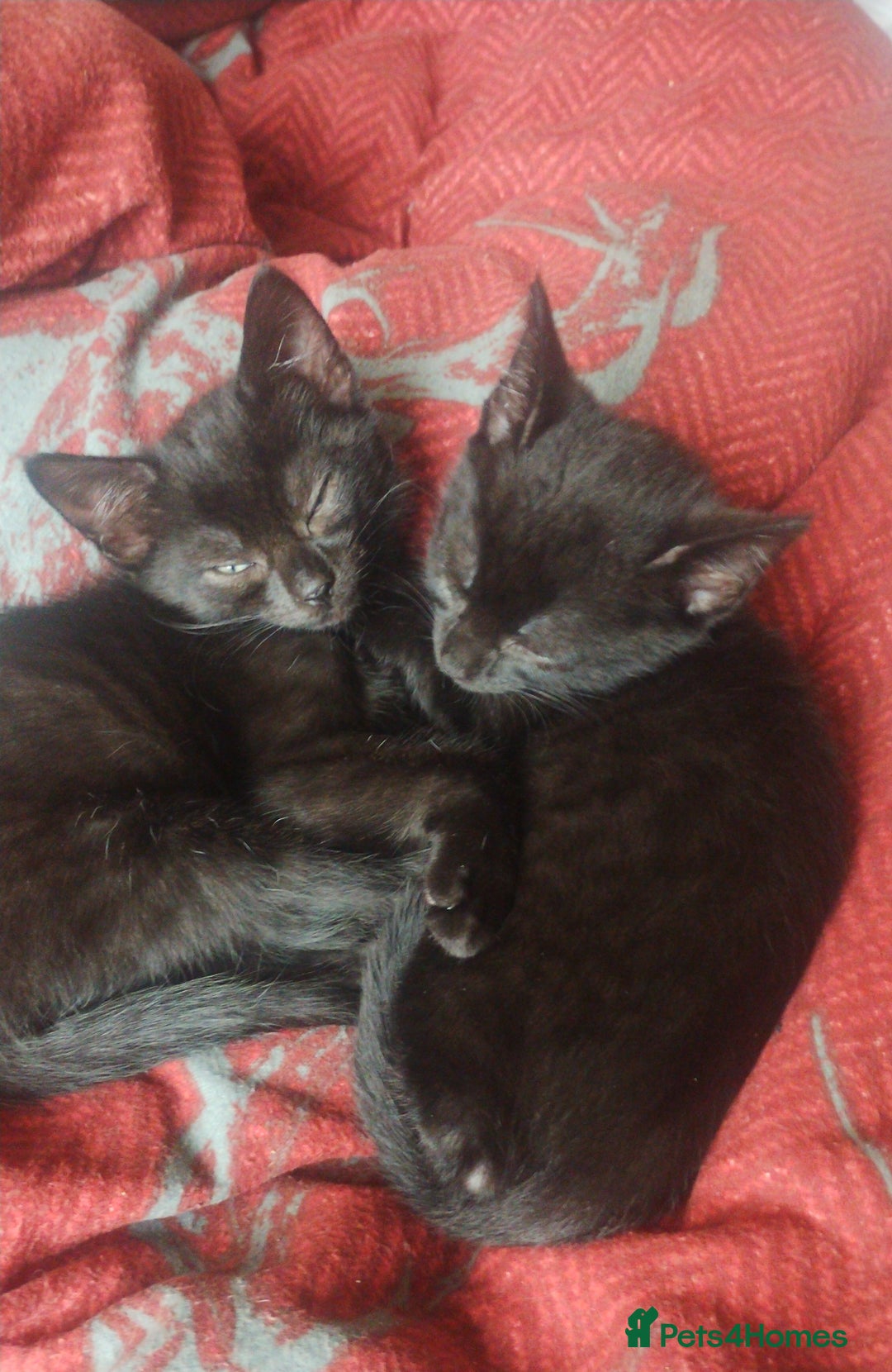Mixed Breed cats for sale: Kittens * Just one black female now * - Image 2