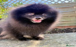 Pomeranian dogs for sale: Beautiful teddy bear( Russian). - Image 3
