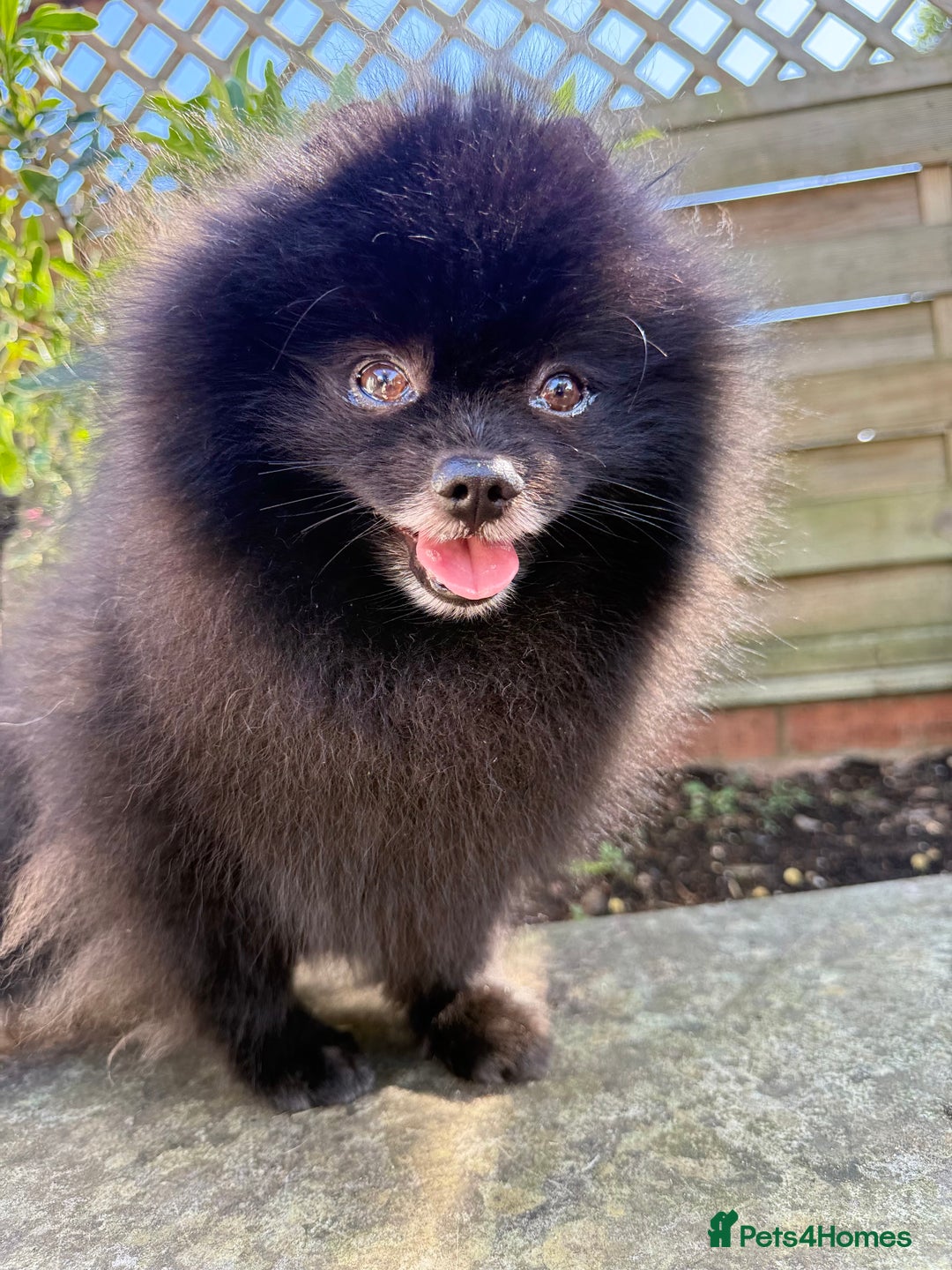 Pomeranian dogs for sale: Beautiful teddy bear( Russian). - Image 3