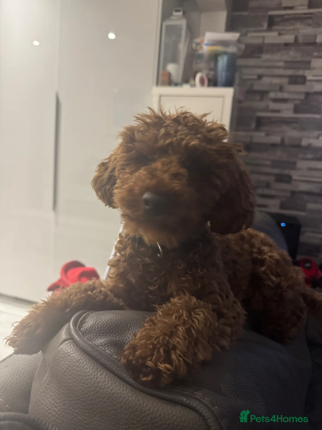 Toy Poodle dogs for stud: Stunning Red Toy Poodle Carlos for stud  in Stourbridge - Advert 2