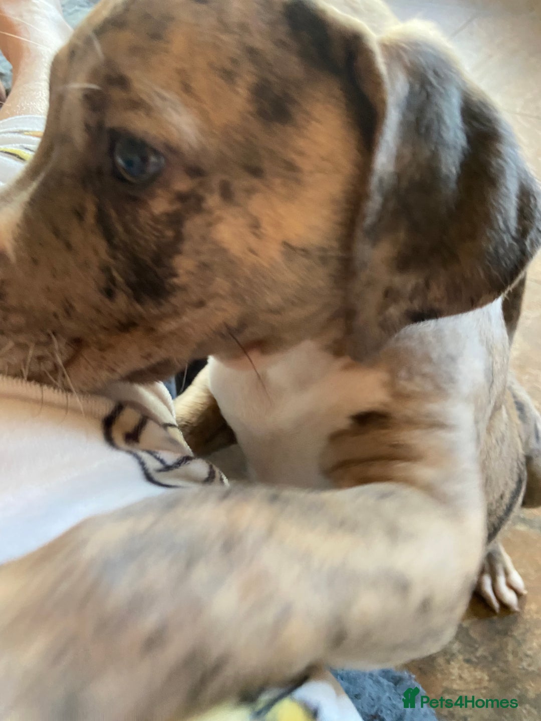 Mixed Breed dogs for sale: NORTH AMERICAN MASTIFF - Image 6