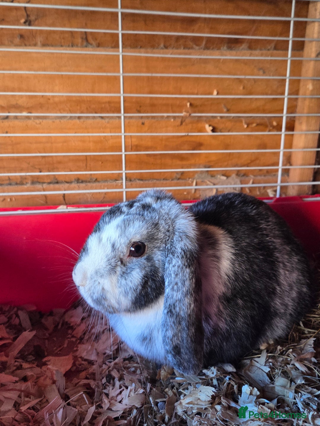 Mini Lop rabbits for sale: ♥️friendly mini lops FROM £30 ♥️ - Advert 9