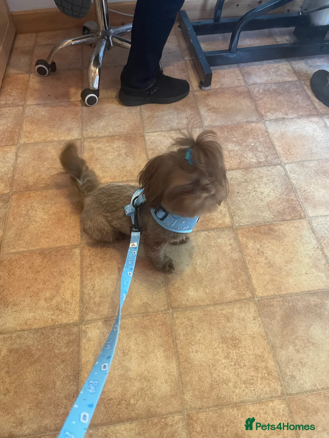 Shih Tzu dogs for stud: STUNNING CHOCOLATE IMPERIAL SHIHTZU OPEN AT STUD in Grays - Advert 23