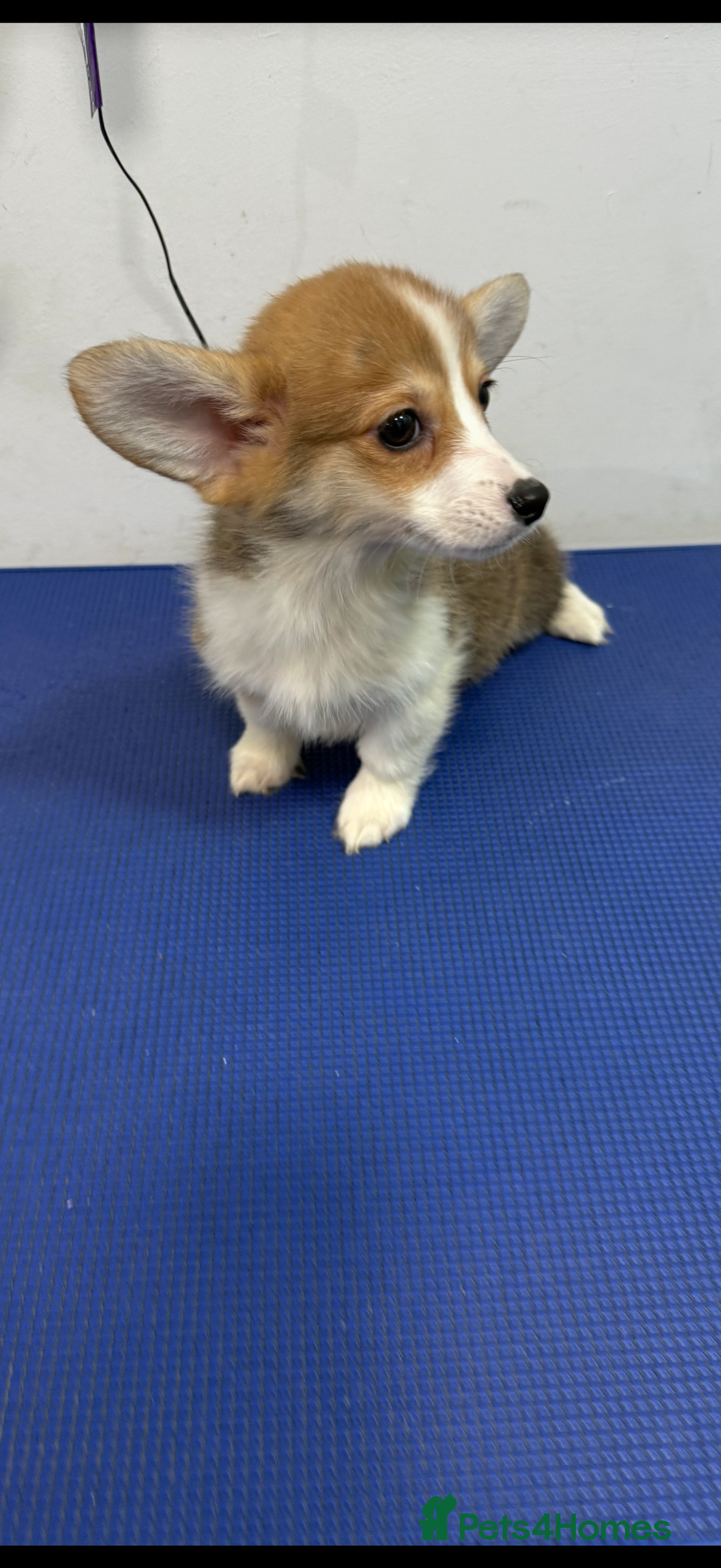 Welsh Corgi Pembroke dogs for sale: Kc reg Pembroke 1 boy left beautiful markings 💙 - Advert 6