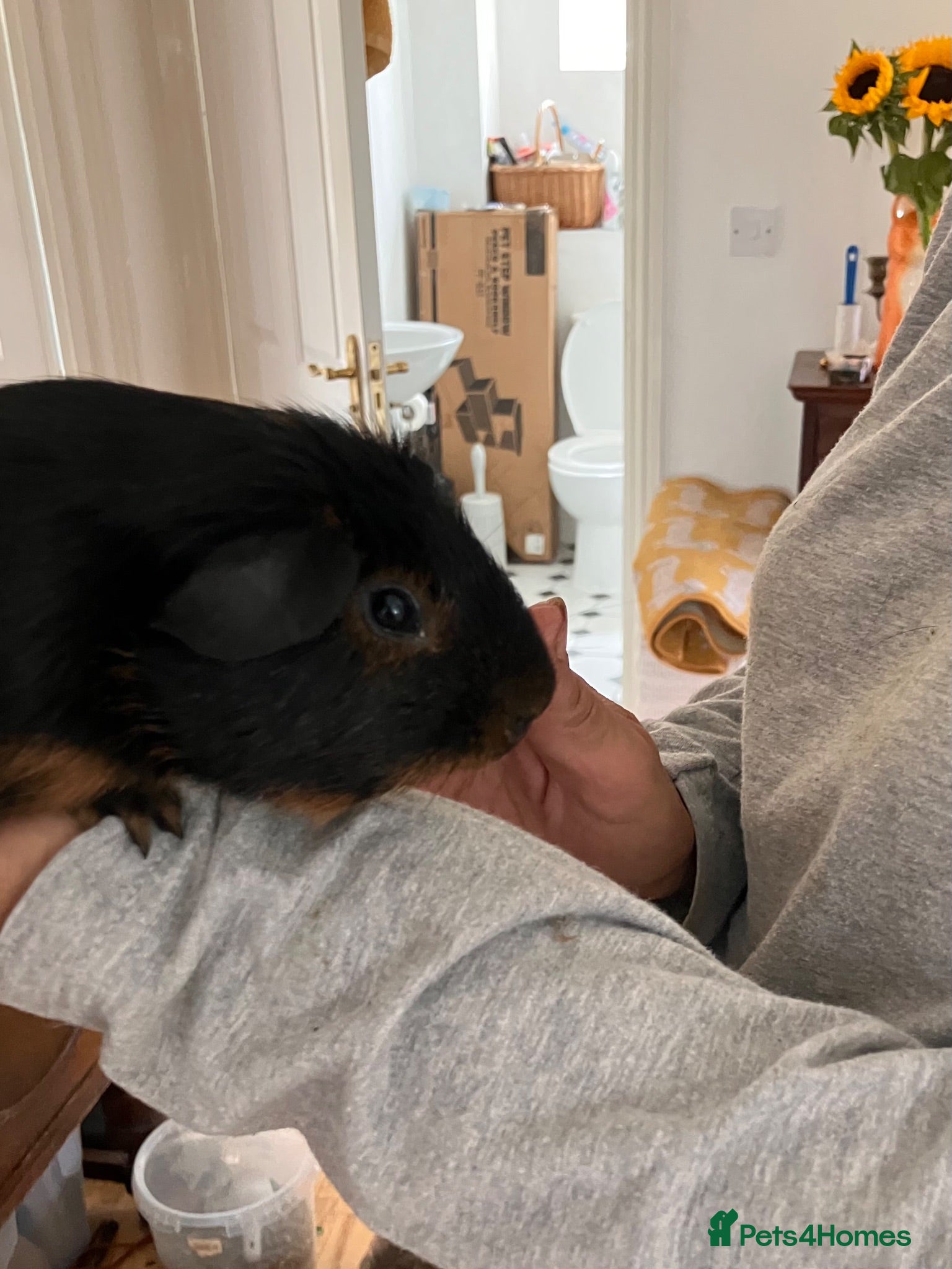 Guinea Pig rodents Young guinea pig boars for sale -bonded - Advert 1