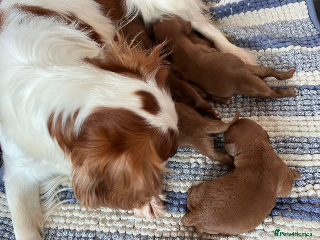 Cavalier King Charles Spaniel dogs for sale: King Charles cavalier puppies ruby - Advert 2