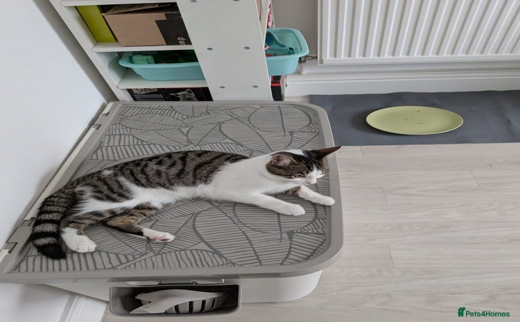 Domestic Shorthair cats - Advert 4