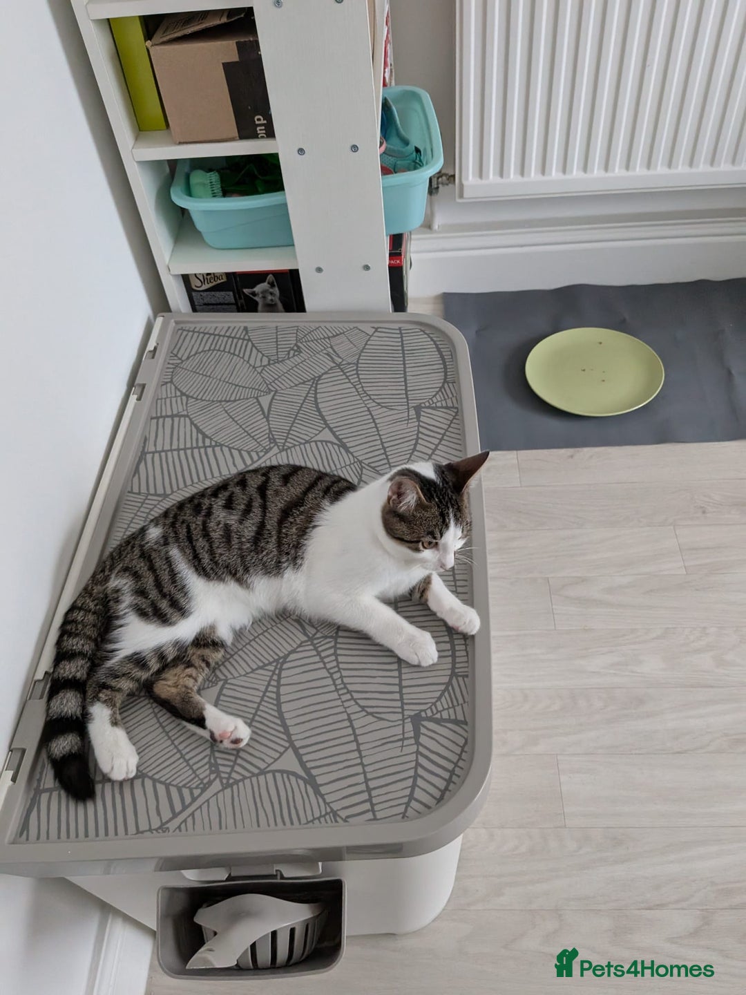 Domestic Shorthair cats for sale: 3 boys, 1 girl kittens  - Image 1