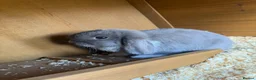 Mini Lop rabbits for sale: 2 x Mini Lops 4 months old  in Weymouth - Advert 5