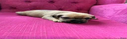 Patterjack dogs for sale: Patterjack  - Advert 4