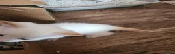 Mixed Breed cats for sale: Kittens - Advert 7