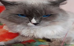 Ragdoll cats for sale: 🌸 Last Ragdoll Girl Available & Ready Now! 💕🐱 - Image 9