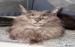 Maine Coon cats for sale: Beautiful TICA registered Maine coon kittens - Image 8