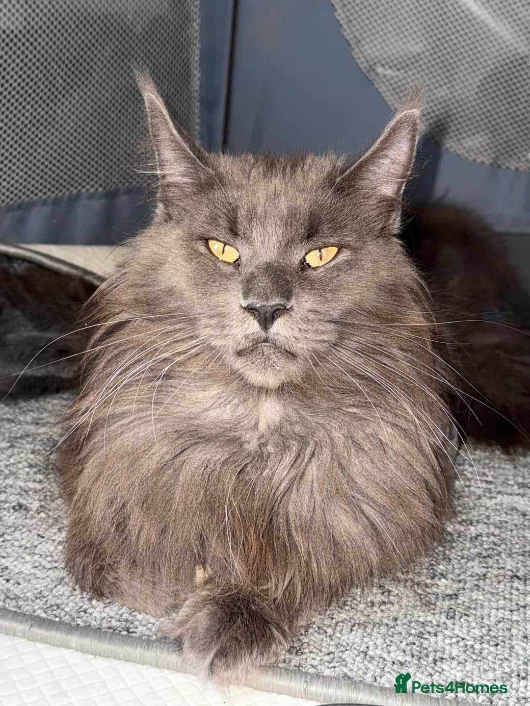 Maine Coon cats for sale: Beautiful TICA registered Maine coon kittens - Image 8