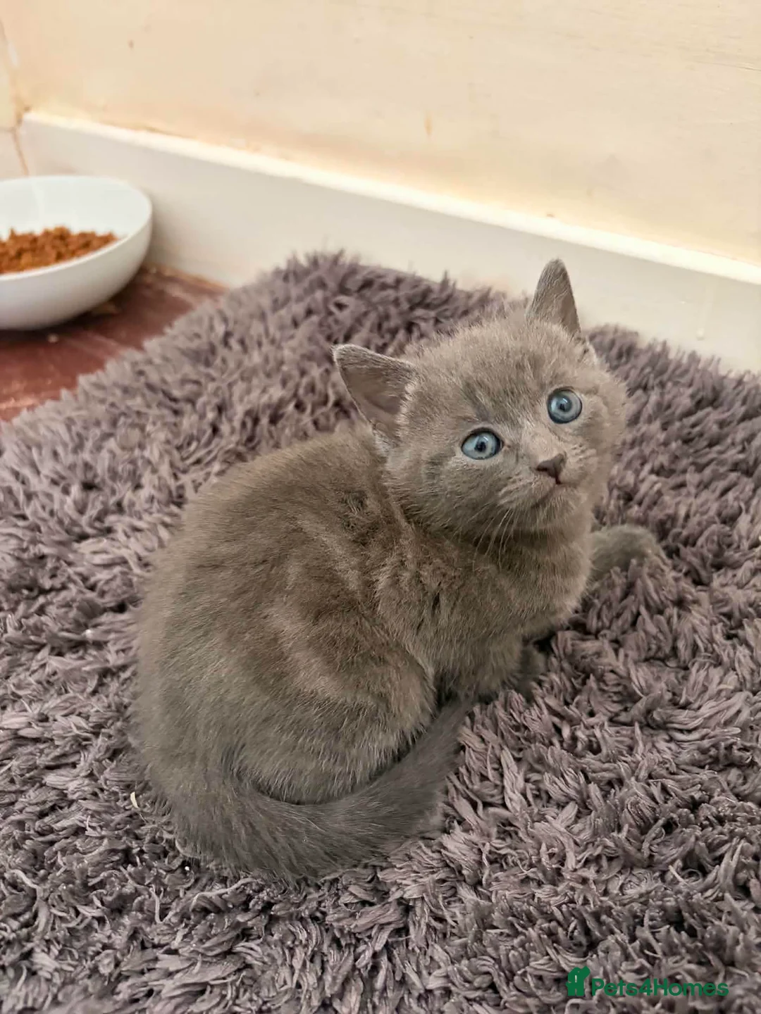 Domestic Shorthair cats for sale: Beautiful kittens for sale - Advert 2