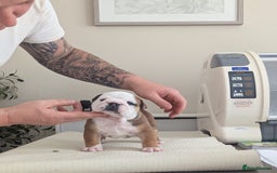 English Bulldog dogs for sale: Champion sired female puppy available  - Image 7