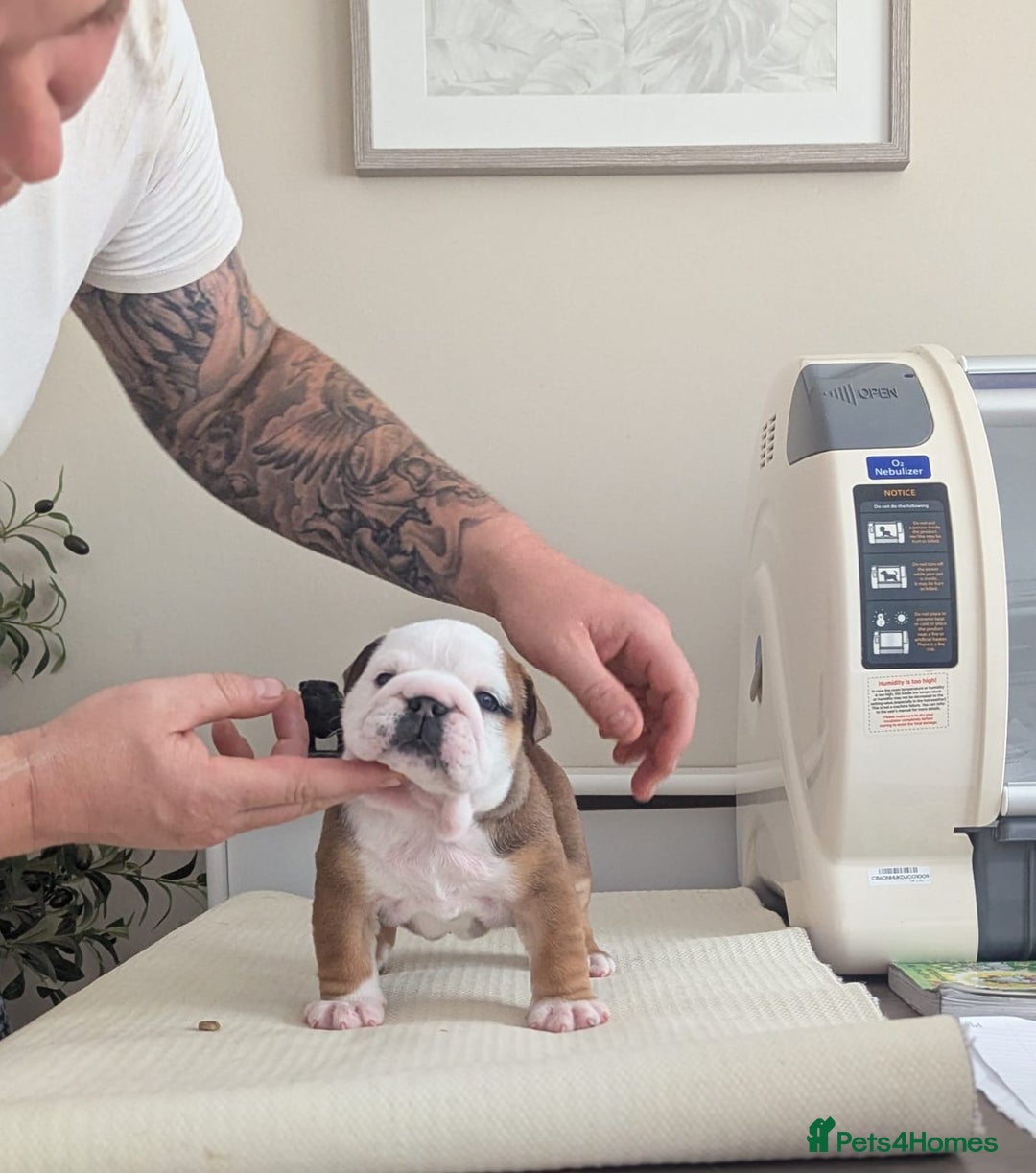 English Bulldog dogs for sale: Champion sired female puppy available  - Image 7