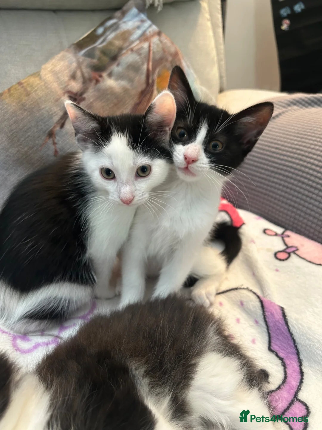 Mixed Breed cats for sale: Boy and girl kittens  - Advert 9