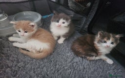 Maine Coon cats for sale: Maine Coon Kittens purebred – Reserve Now - Image 23