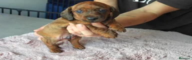Miniature Dachshund 1 Dark blue collar 