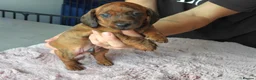 Miniature Dachshund dogs for sale: Beautiful pedigree KC miniature dachshund puppies  in Ilkeston - Advert 17
