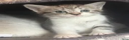 Mixed Breed cats for sale: Gorgeous Kittens Looking for Loving Homes - Advert 28
