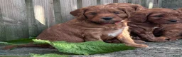 Irish Doodle dogs for sale: F1 miniature Irish doodles - Advert 11