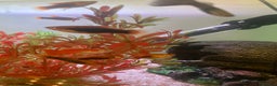 Platies fish for sale: Female platies for sale - Advert 2