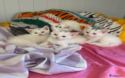 Siamese cats for sale: Two left reduced to find good homes !!!!  - Image 1