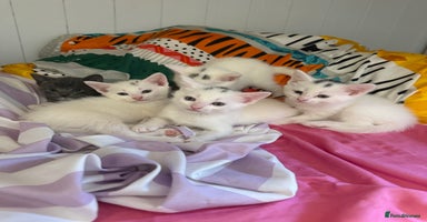 Siamese cats - Advert 7