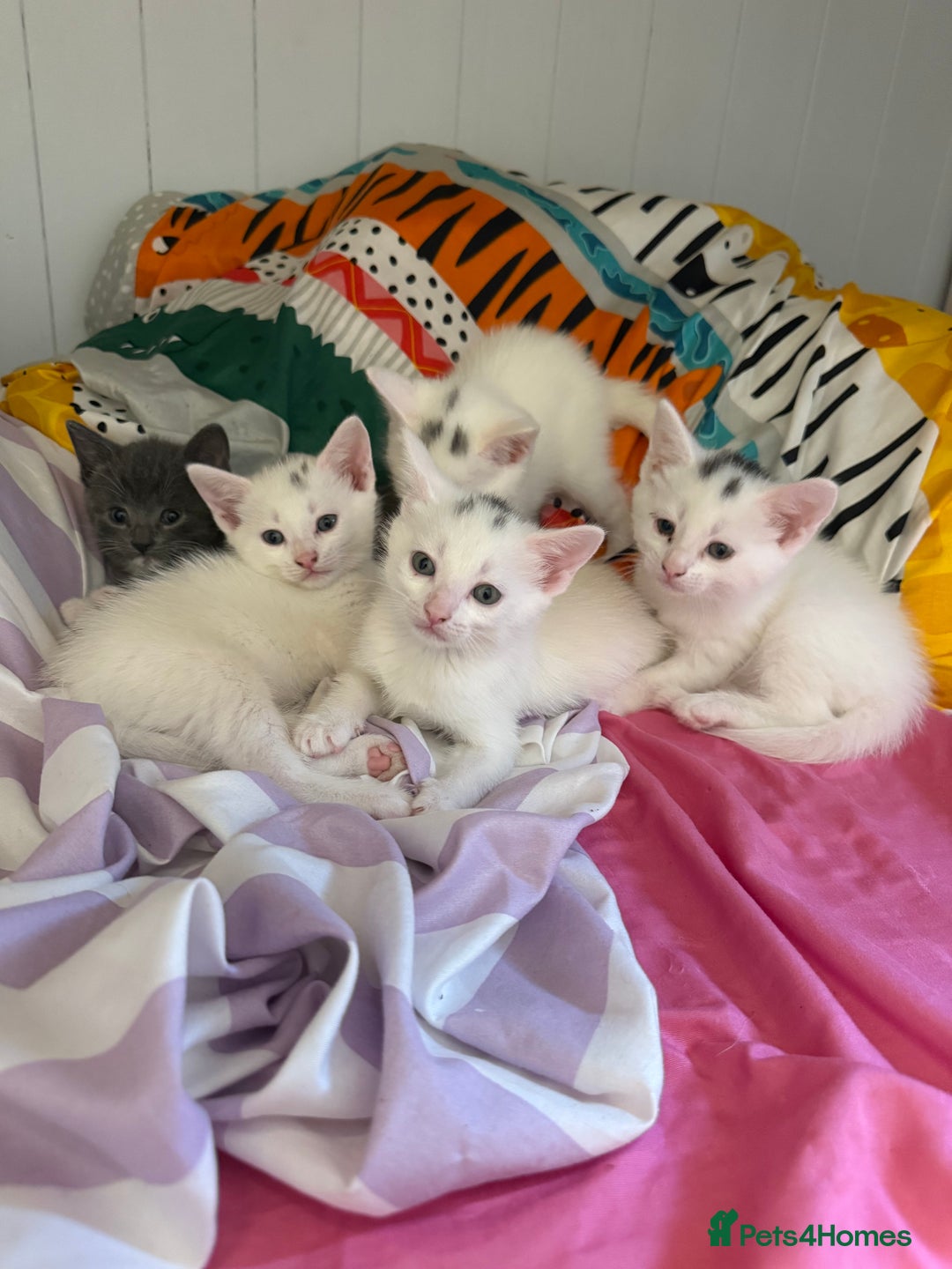 Siamese cats for sale: Two left reduced to find good homes !!!!  - Image 1