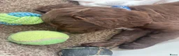 Cocker Spaniel dogs for sale: Beautiful KC Cocker Spaniels - Advert 11