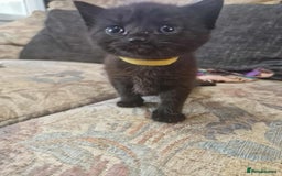 Maine Coon cats for sale: Maine Coon Kittens X - Image 6