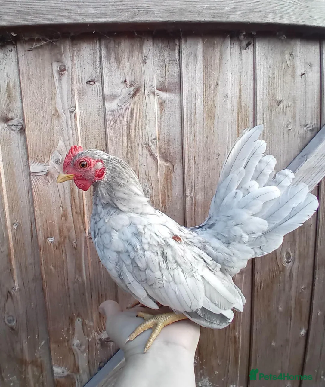 Chickens poultry for sale: Seramas Available Cockerels and Pullets in Burntwood - Advert 1