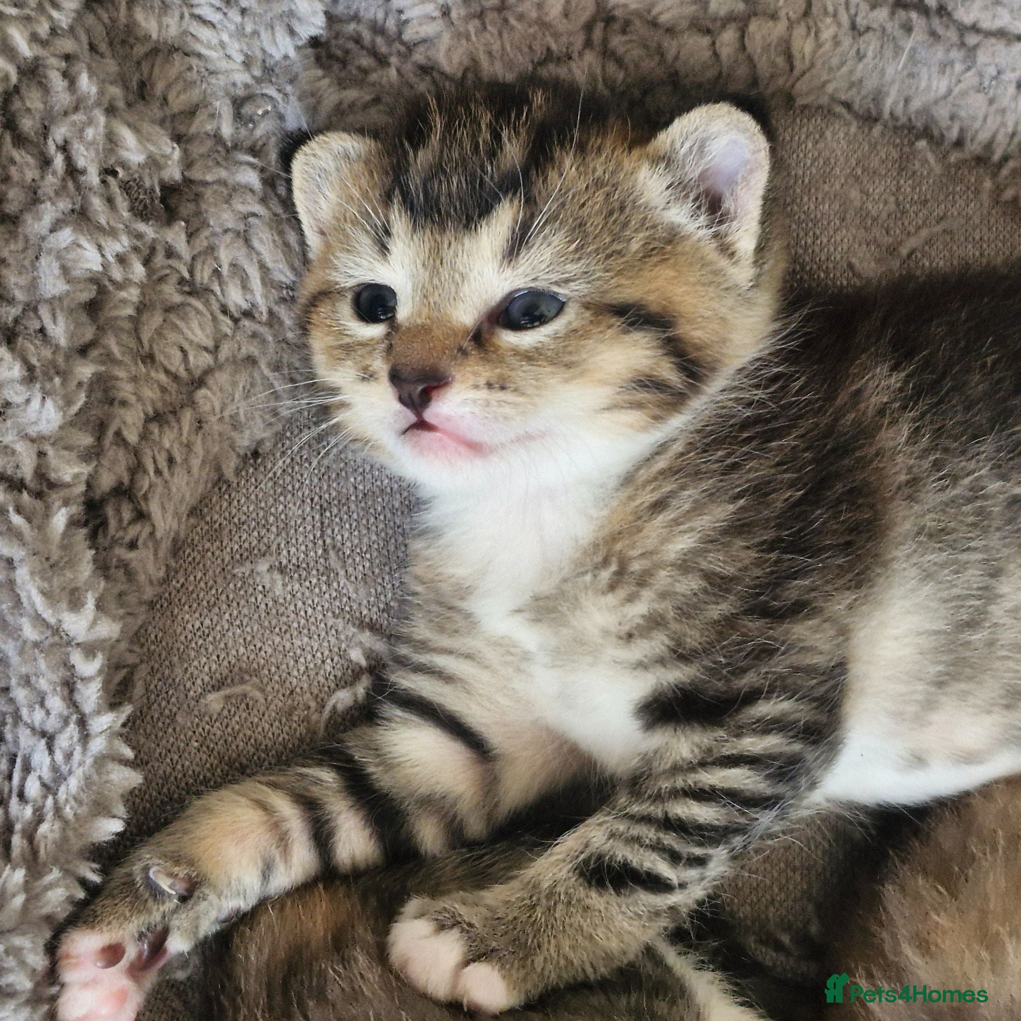 Mixed Breed cats 3 kittens - Advert 2