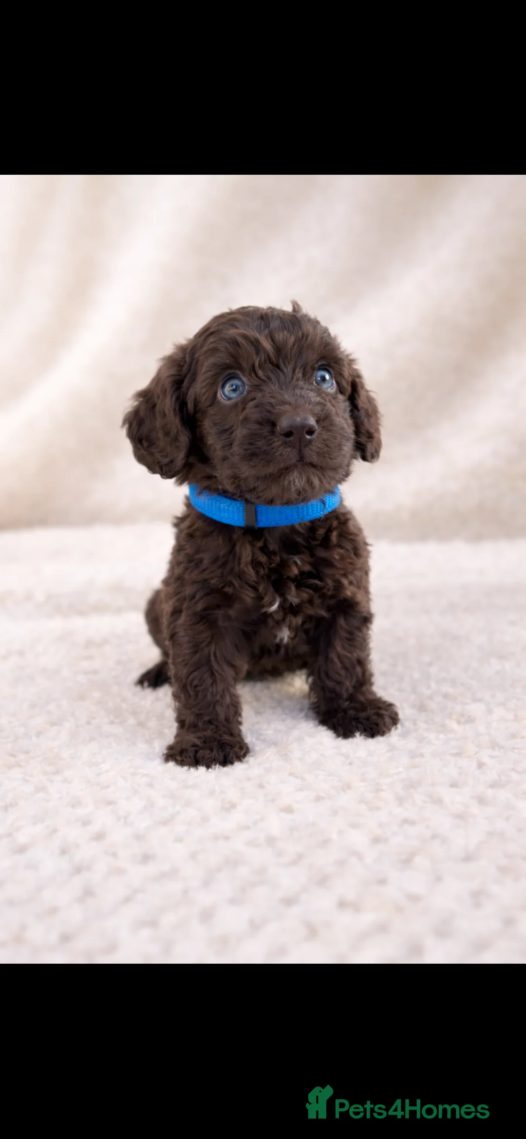 Cockapoo dogs for sale: 🐶 Beautiful Chocolate Cockapoo Puppies  - Advert 3
