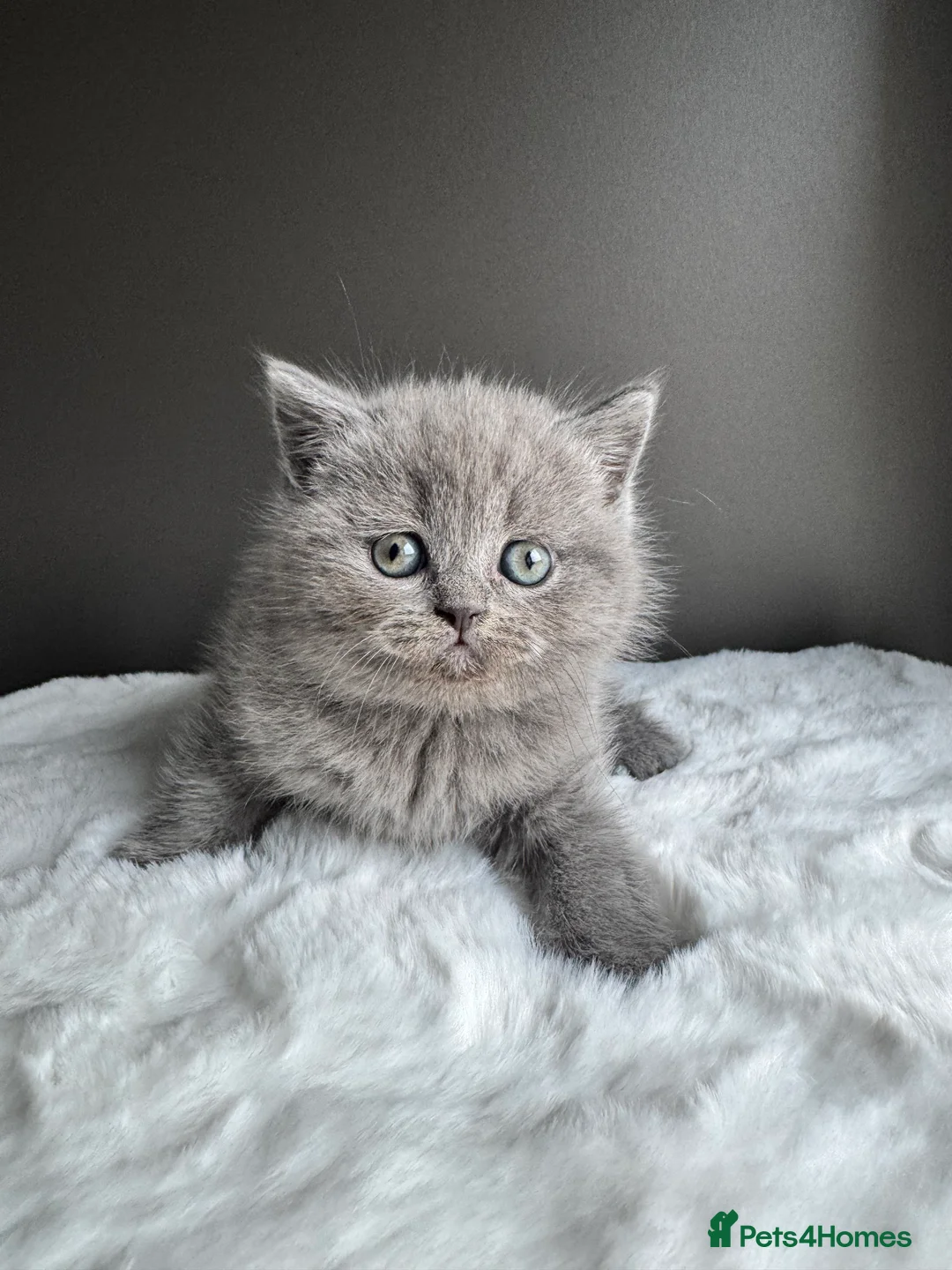 British Shorthair cats for sale: British Shorthair Kittens  - Advert 9