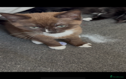 Mixed Breed cats for sale: Male and female kitten - Image 10