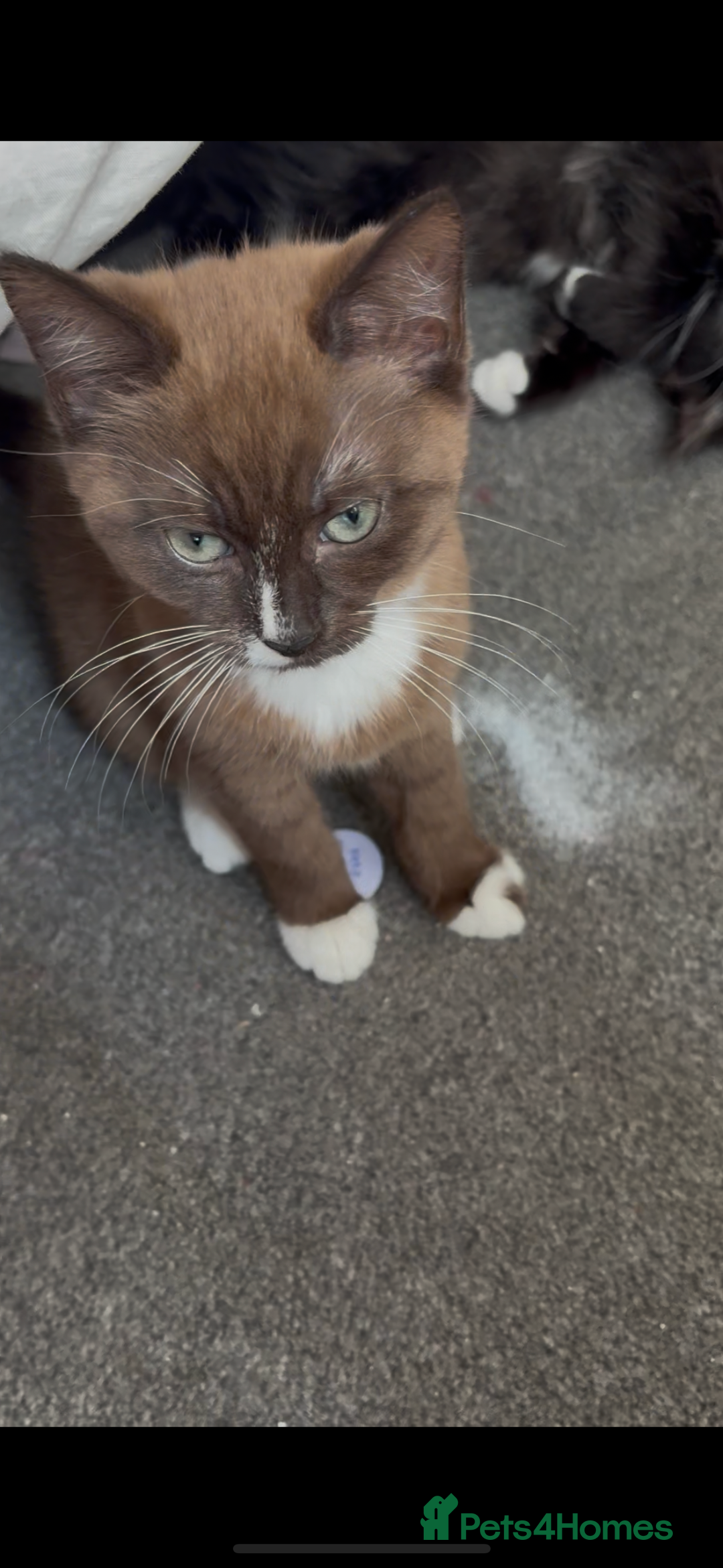 Mixed Breed cats for sale: Male and female kitten - Image 10